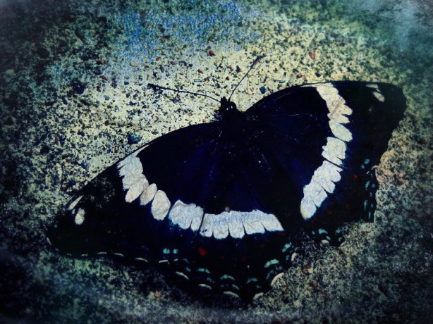 Butterfly 1.1 blue gritty